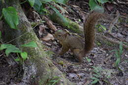 Image of Guianan Squirrel