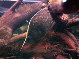 Image of leaffishes