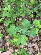 Image de Ribes rotundifolium Michx.