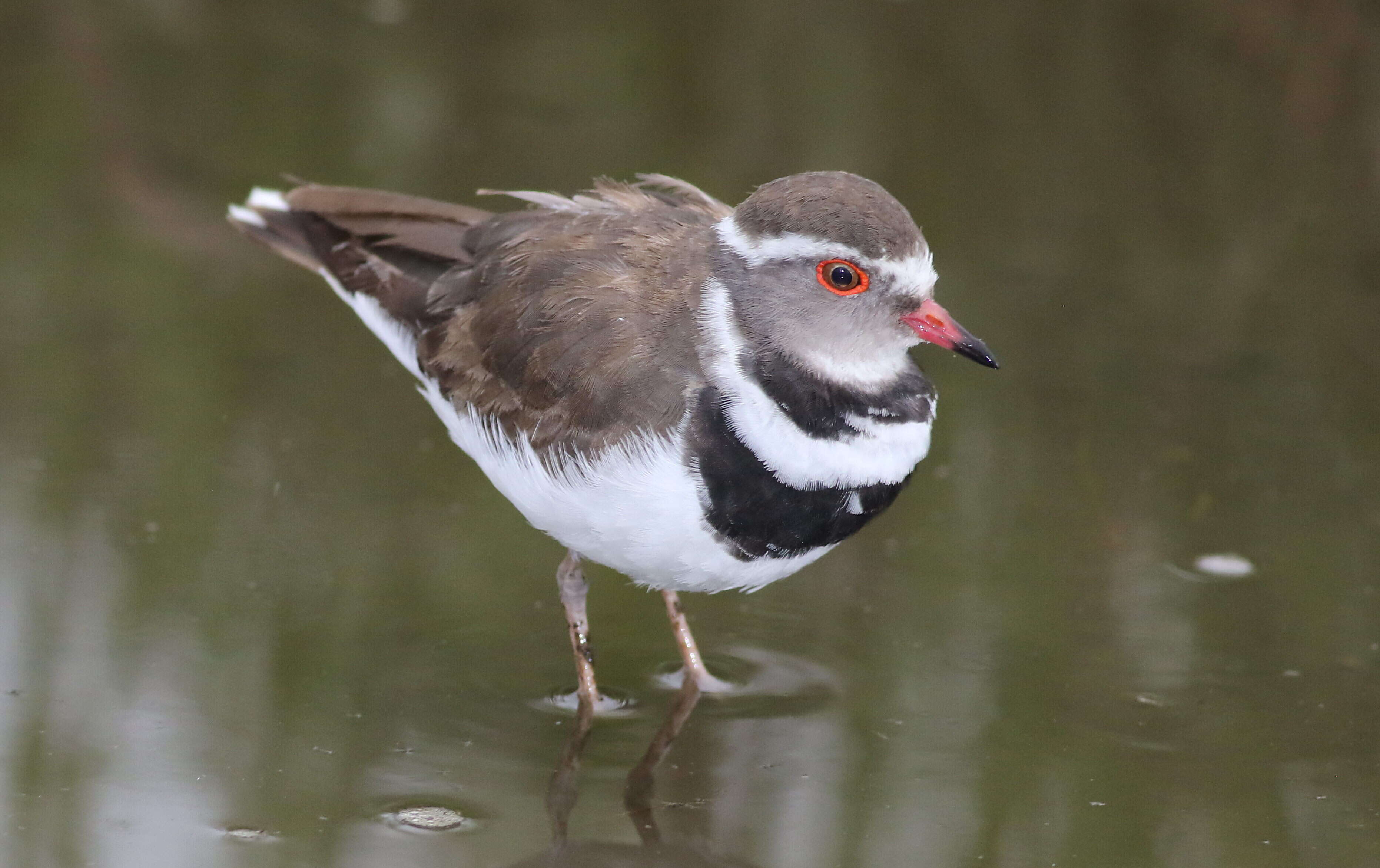 Слика од Charadrius tricollaris Vieillot 1818