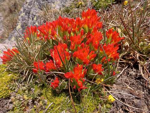 Слика од Castilleja toluccensis Kunth