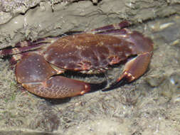 Image of Cuban stone crab