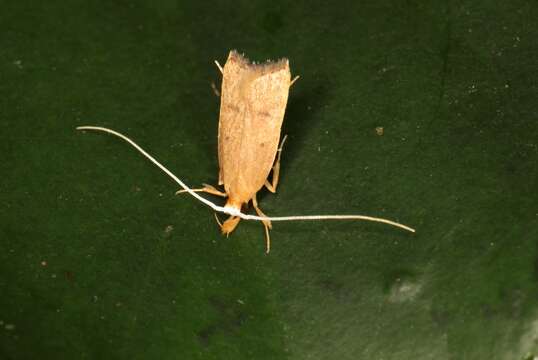 Image of Lecitholaxa thiodora Meyrick 1914