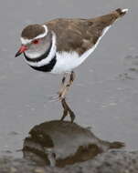 Image of African Three-banded Plover