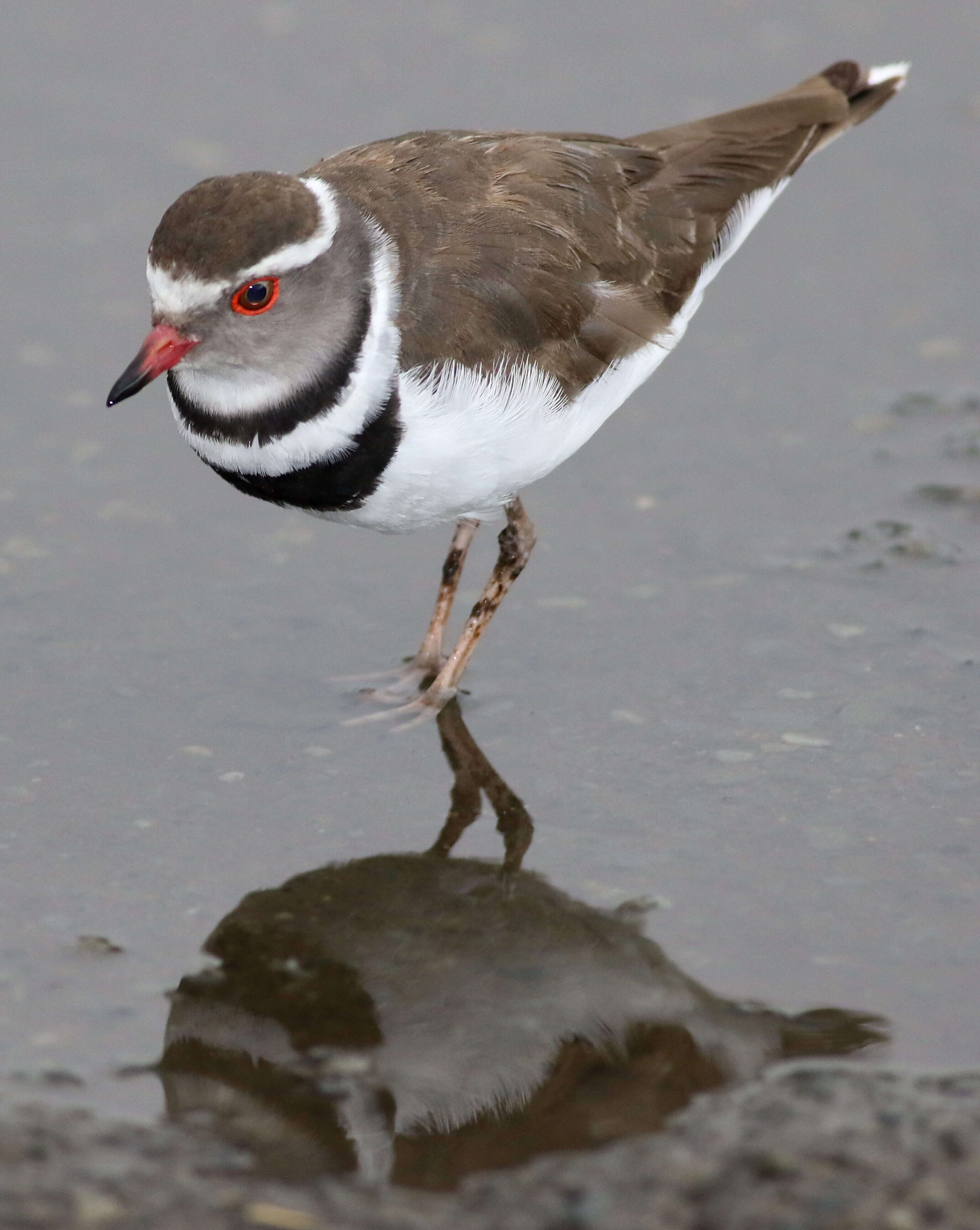 Image of African Three-banded Plover