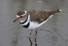 Image of African Three-banded Plover