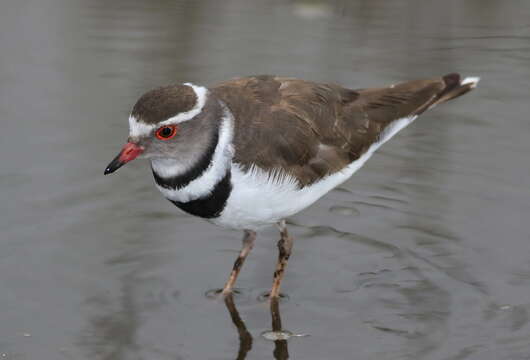 Слика од Charadrius tricollaris Vieillot 1818