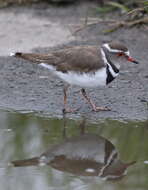 Image of African Three-banded Plover