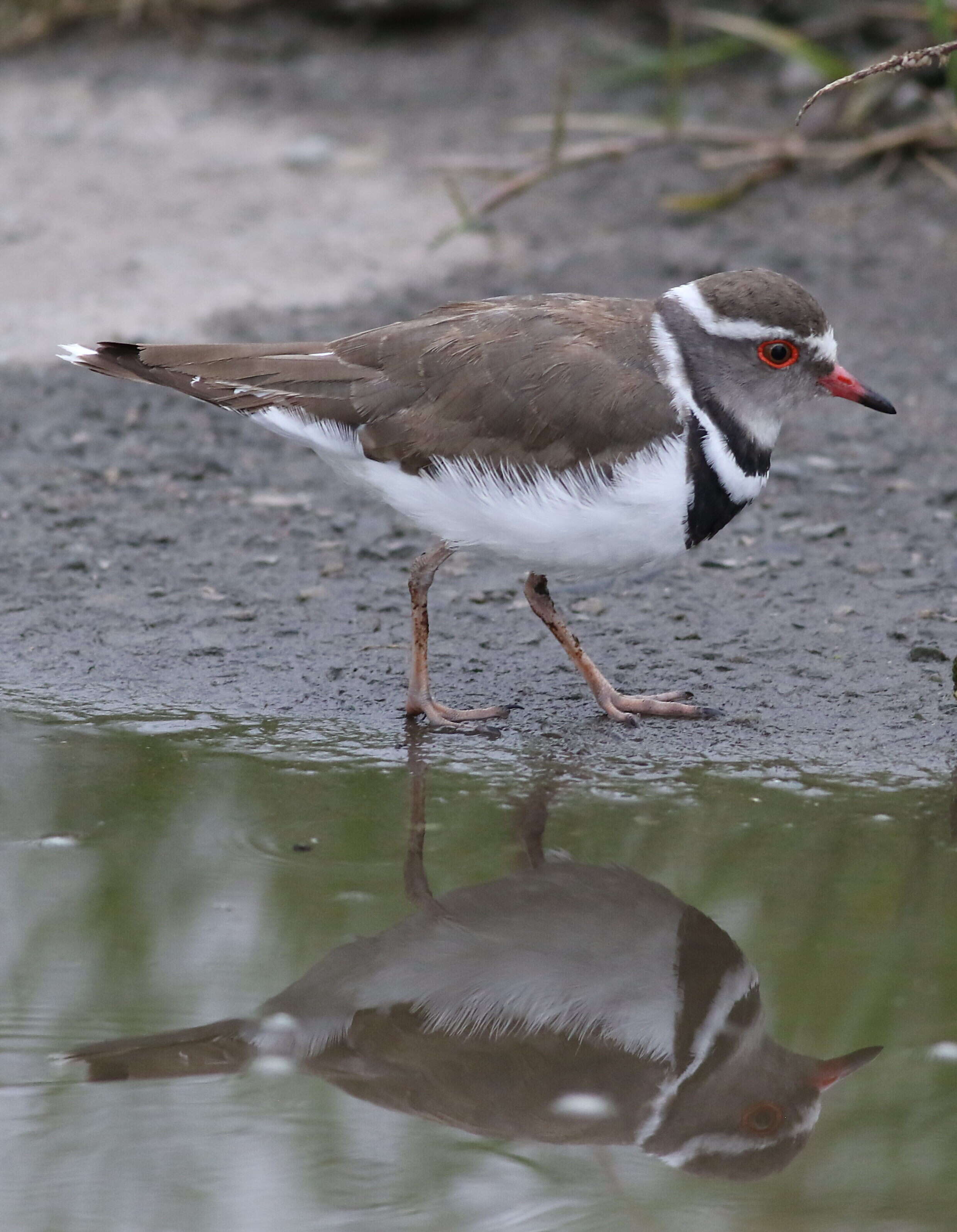 Image of African Three-banded Plover