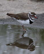 Слика од Charadrius tricollaris Vieillot 1818