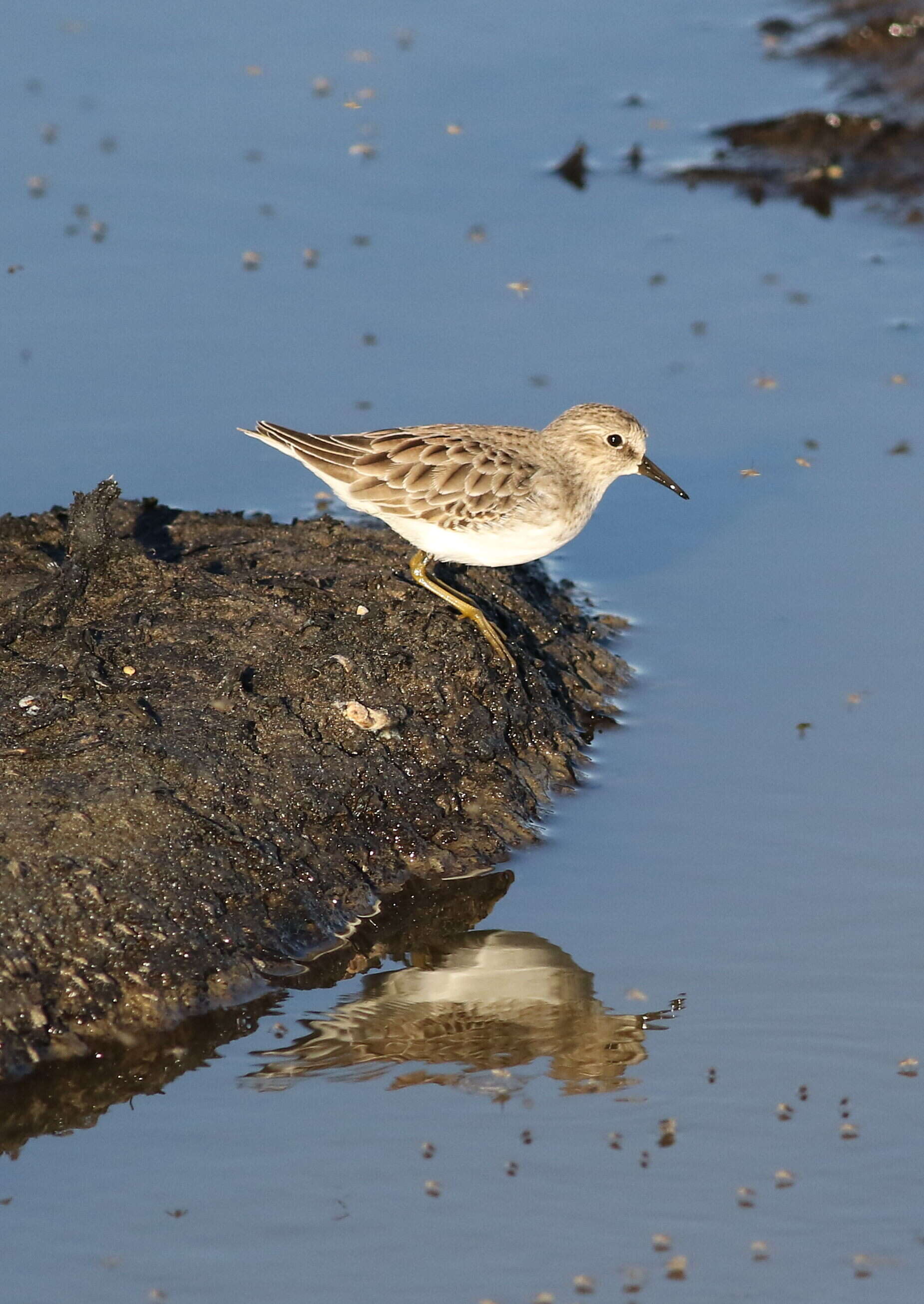 Image of Least Sandpiper