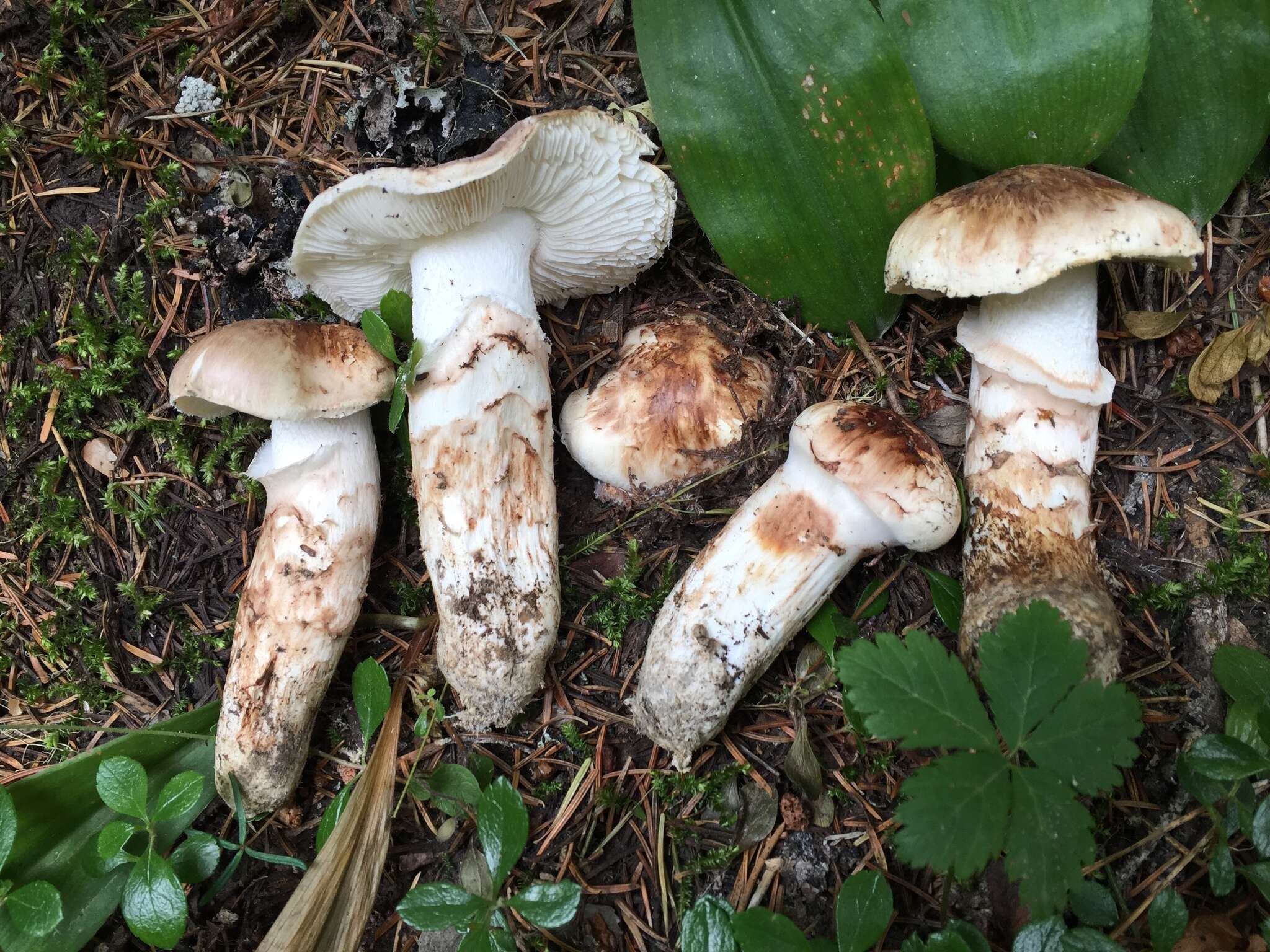 Image of Tricholoma dulciolens Kytöv. 1989