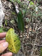 Image of Gymnanthera oblonga (Burm. fil.) P. S. Green