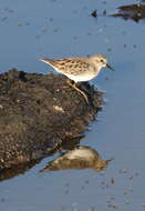 Image of Least Sandpiper