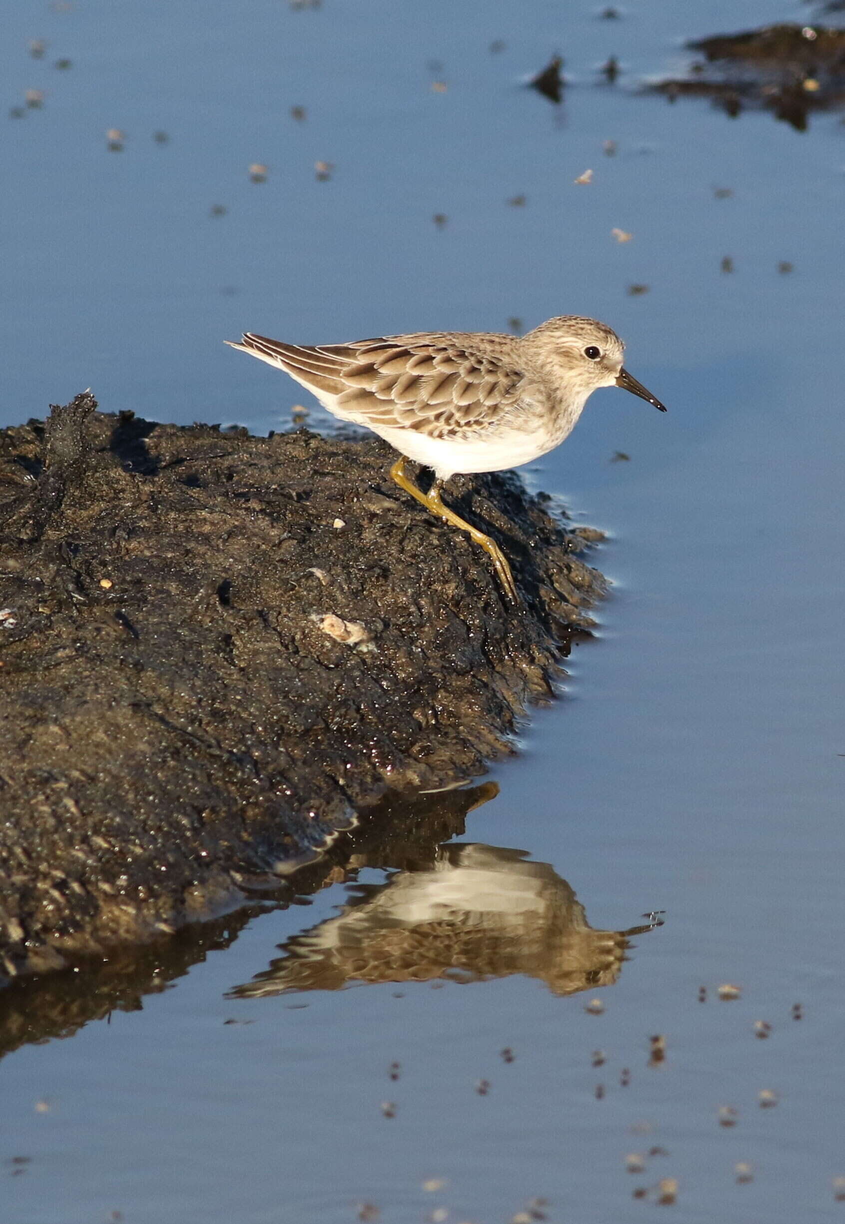 Image of Least Sandpiper