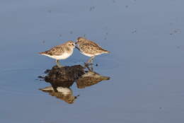 Image of Least Sandpiper