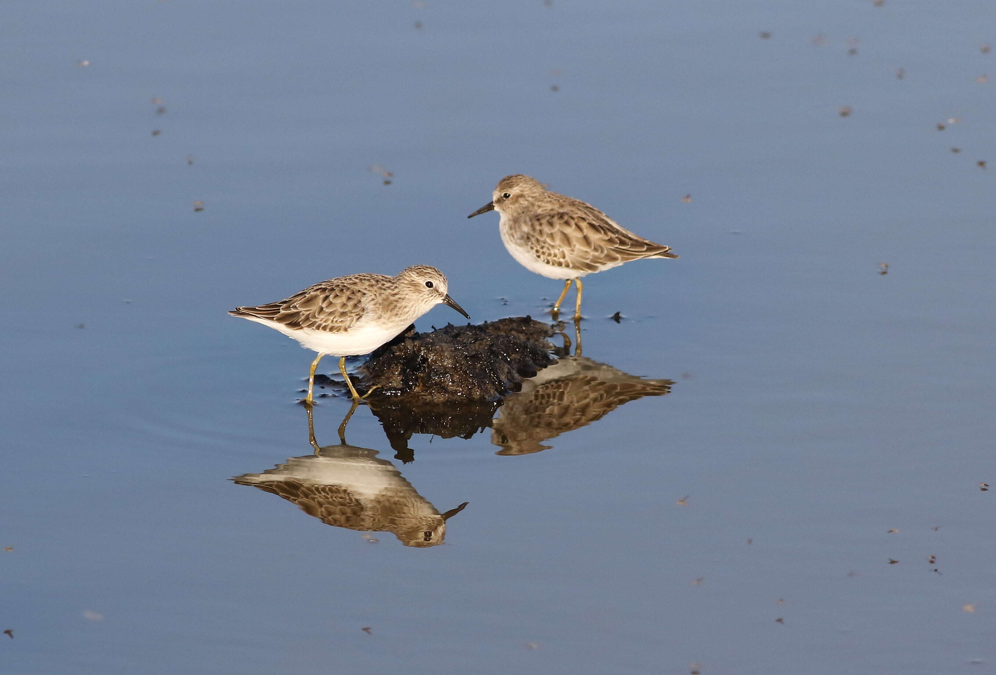 Image of Least Sandpiper