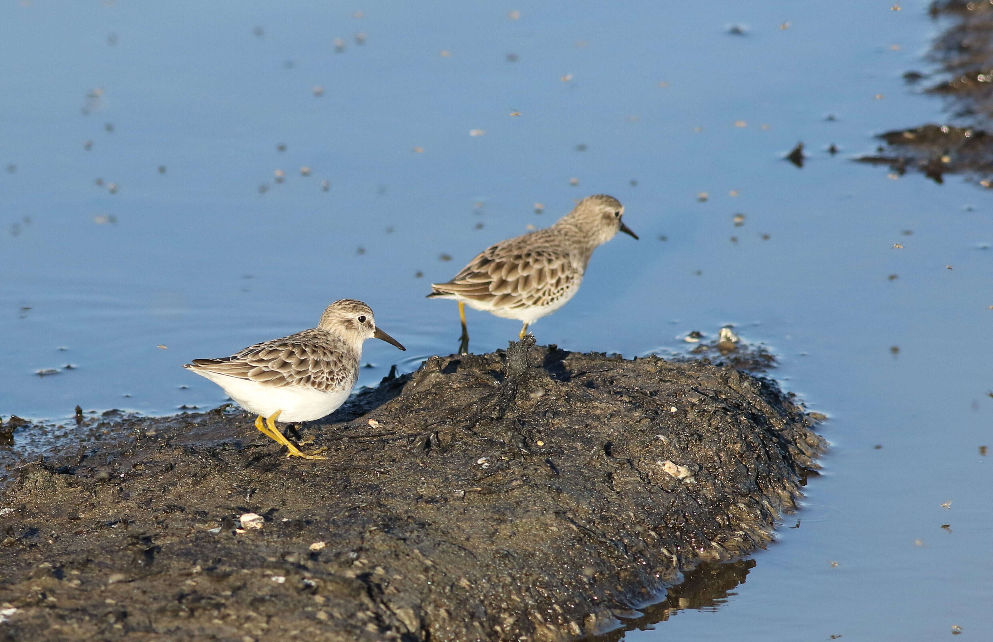 Image of Least Sandpiper