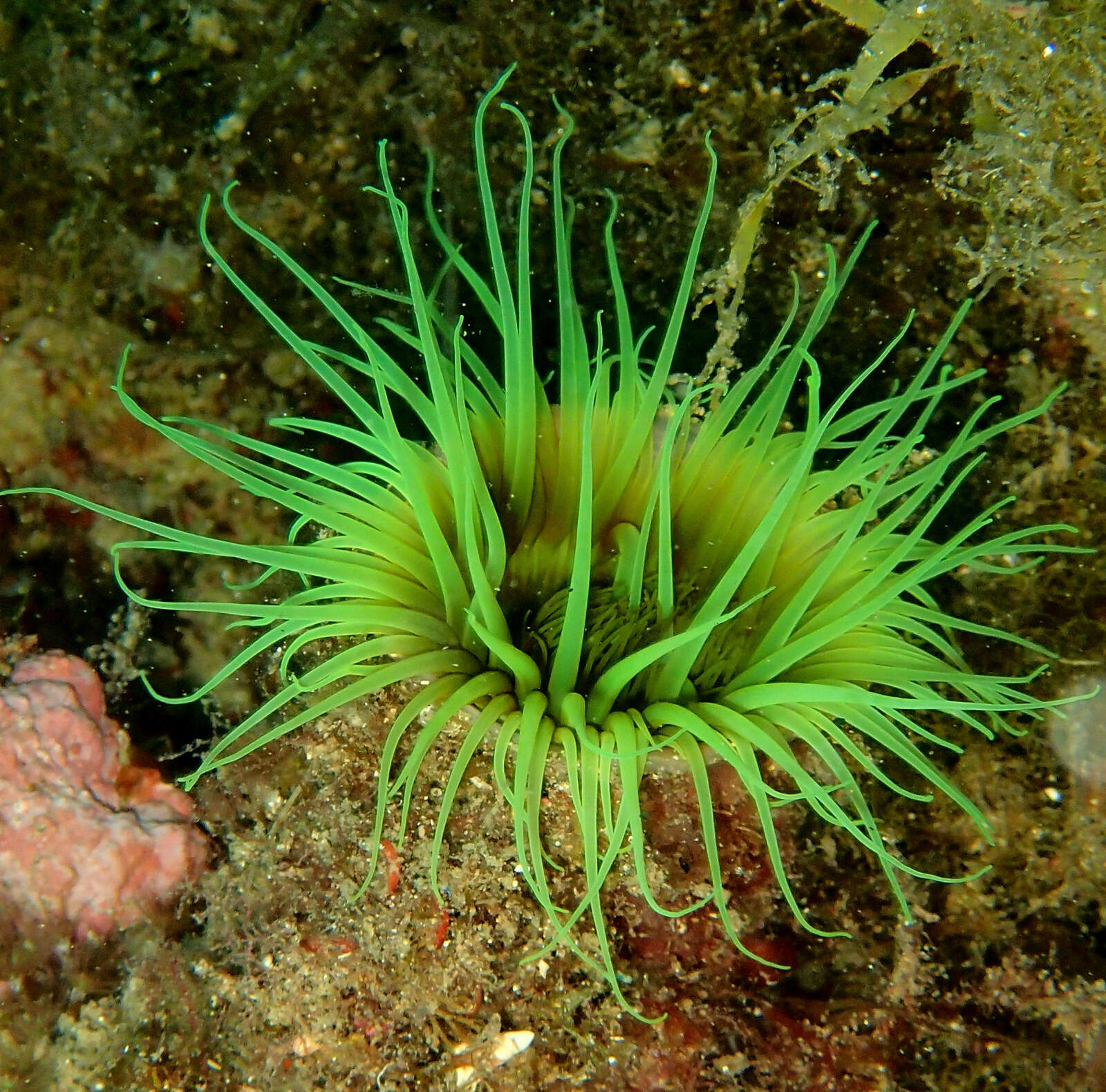 Image of Mediterranean cerianthid