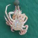Image of shorthorn decorator crab