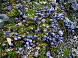 Image of Mount Cenis Bellflower