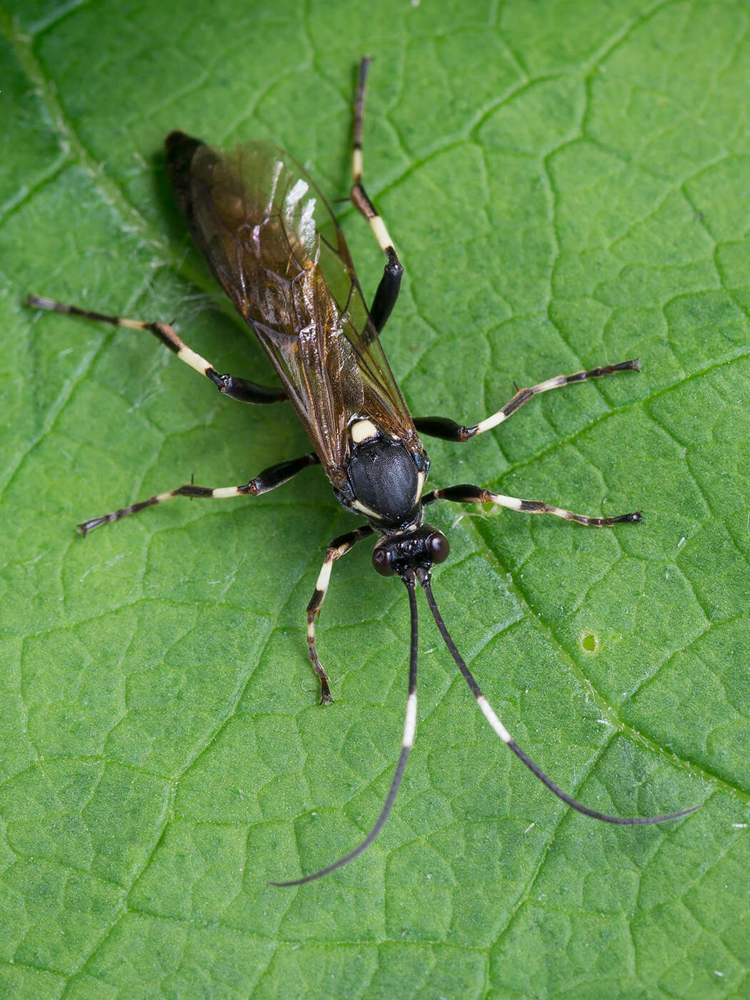 Image of Patrocloides dubitatorius (Sulzer 1776)