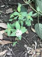 Image of Crusea longiflora (Roem. & Schult.) W. R. Anderson