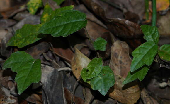 Ficus tannoensis Hayata的圖片