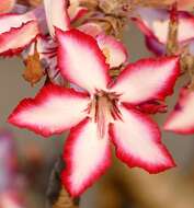 Image of Desert Rose