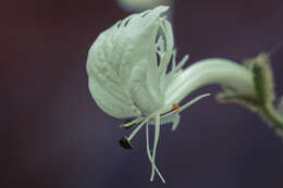 Image of Schizanthus integrifolius Phil.