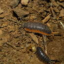 Image of Porcellio lepineyi Verhoeff 1937