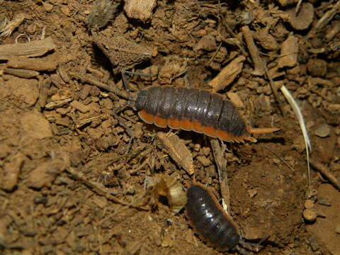 Image of Porcellio lepineyi Verhoeff 1937