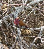 Image of Pink-throated Twinspot