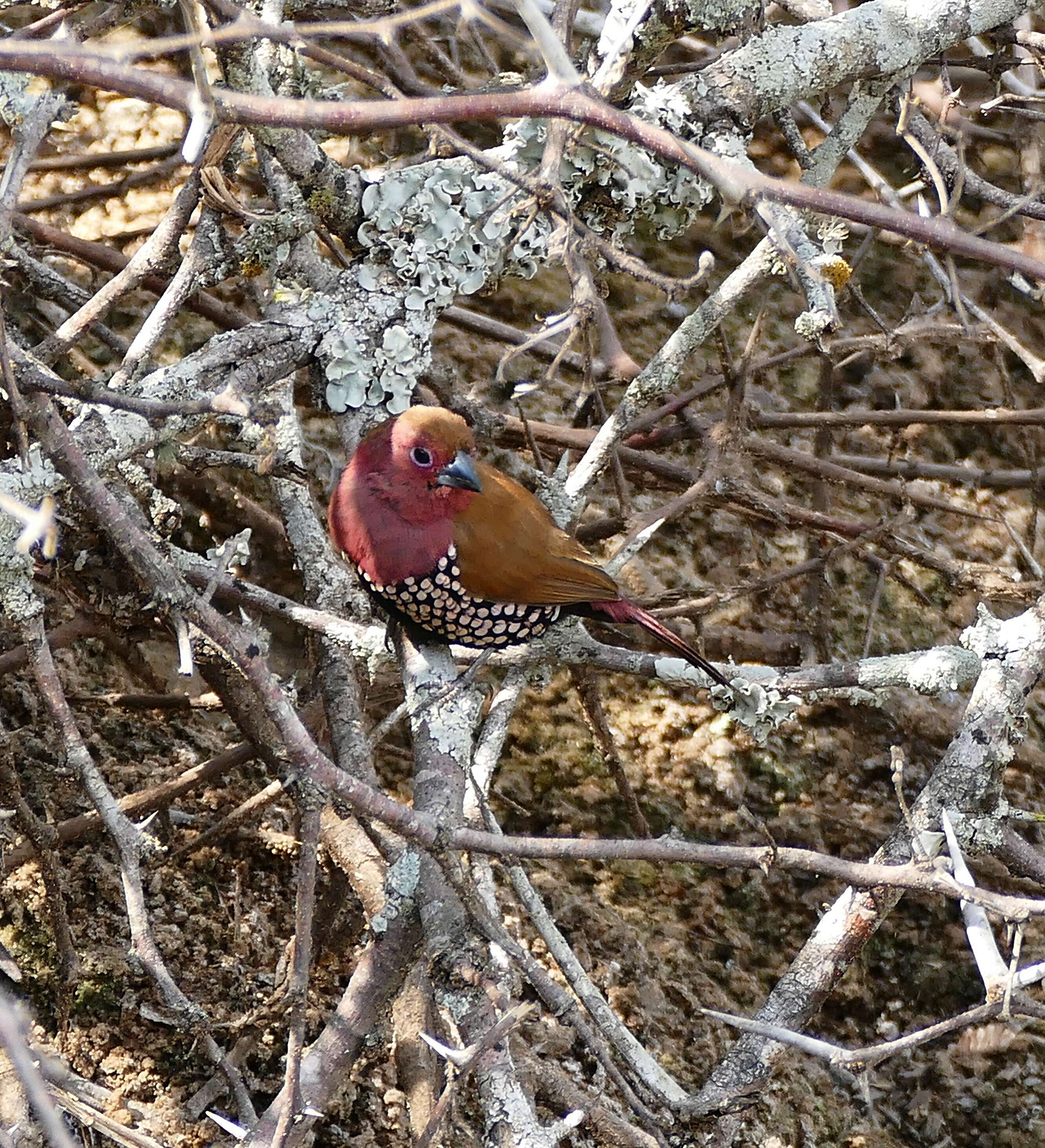 Image of Pink-throated Twinspot