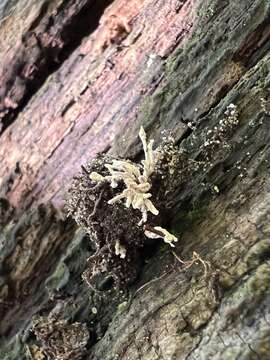 Image of <i>Cordyceps fumosorosea</i>