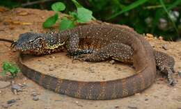 Image of Varanus niloticus