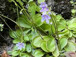 Image of Pinguicula emarginata S. Z. Ruiz & J. Rzedowski