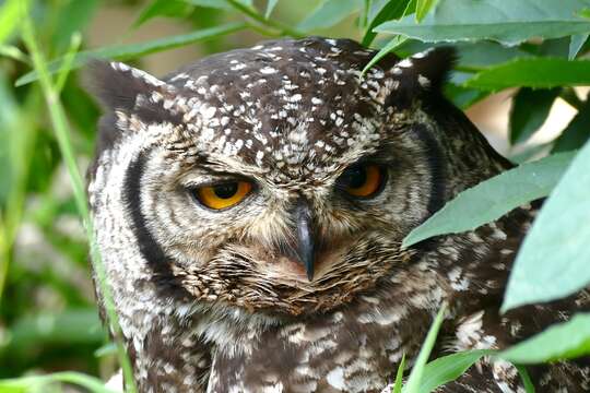 Image of Spotted Eagle-Owl