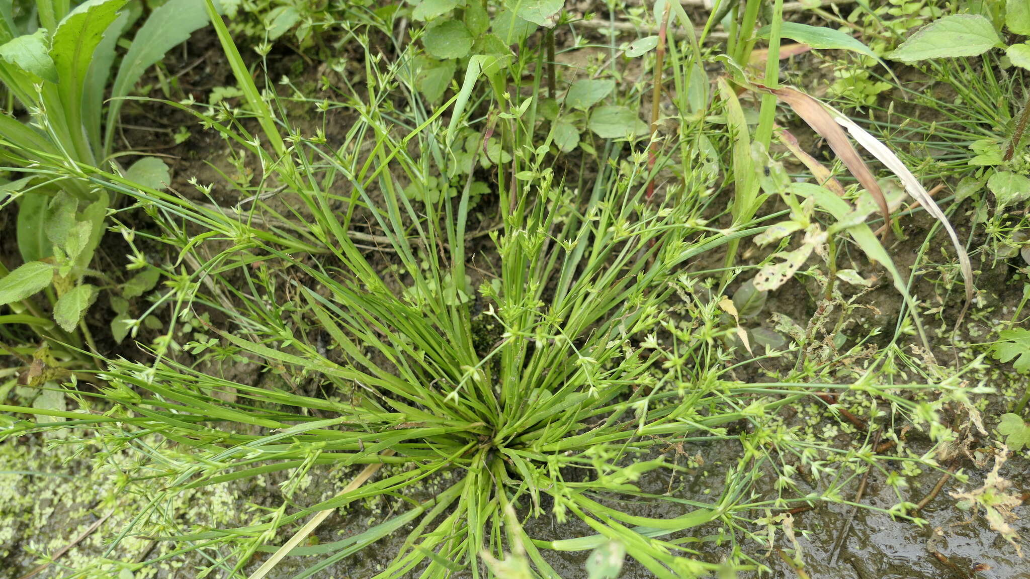Image of Juncus prismatocarpus subsp. leschenaultii (Gay ex Laharpe) Kirschner