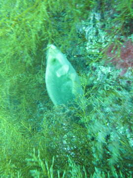 Image of Ballan Wrasse