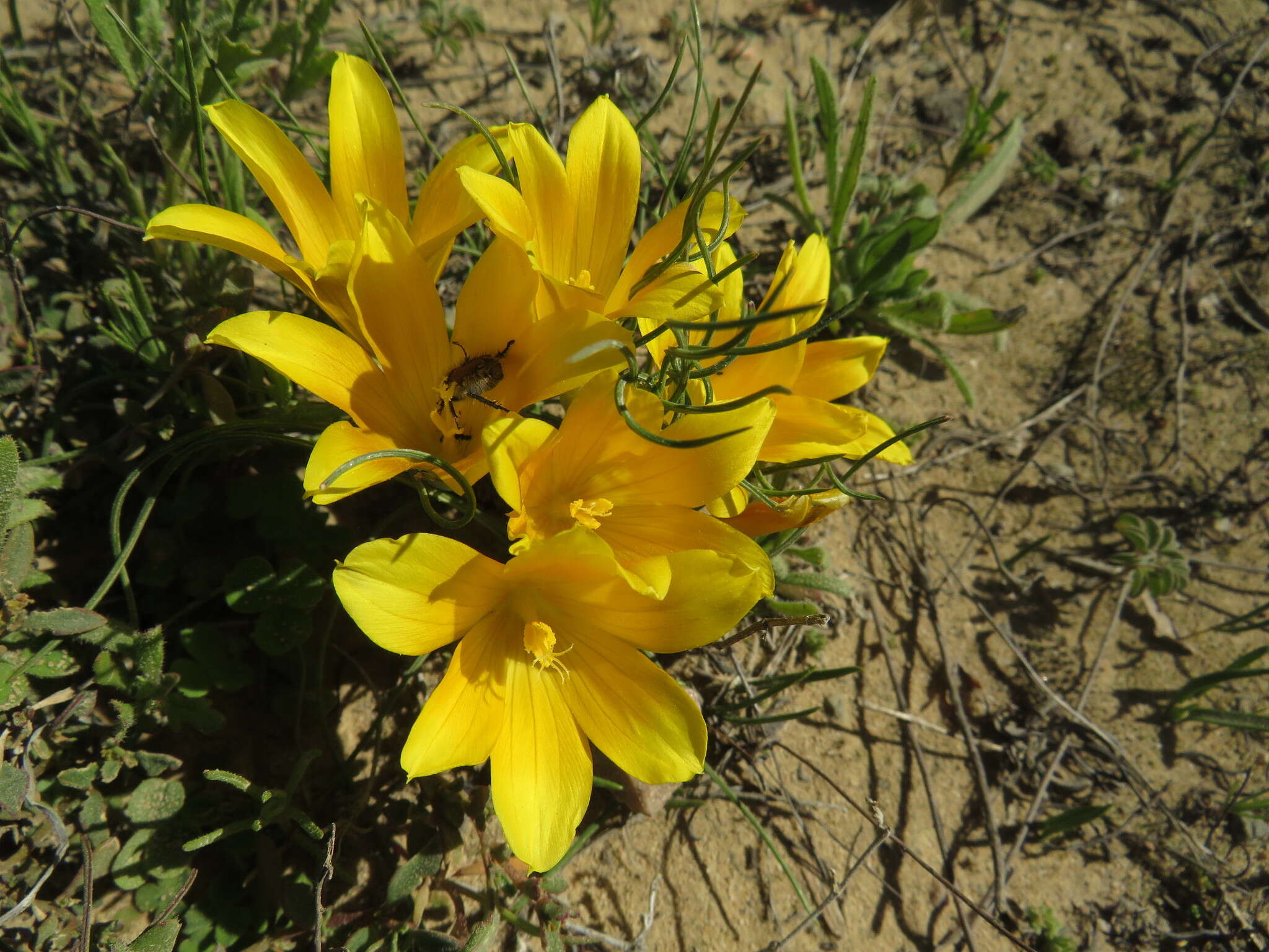 Image of Romulea tortuosa subsp. aurea (Klatt) M. P. de Vos