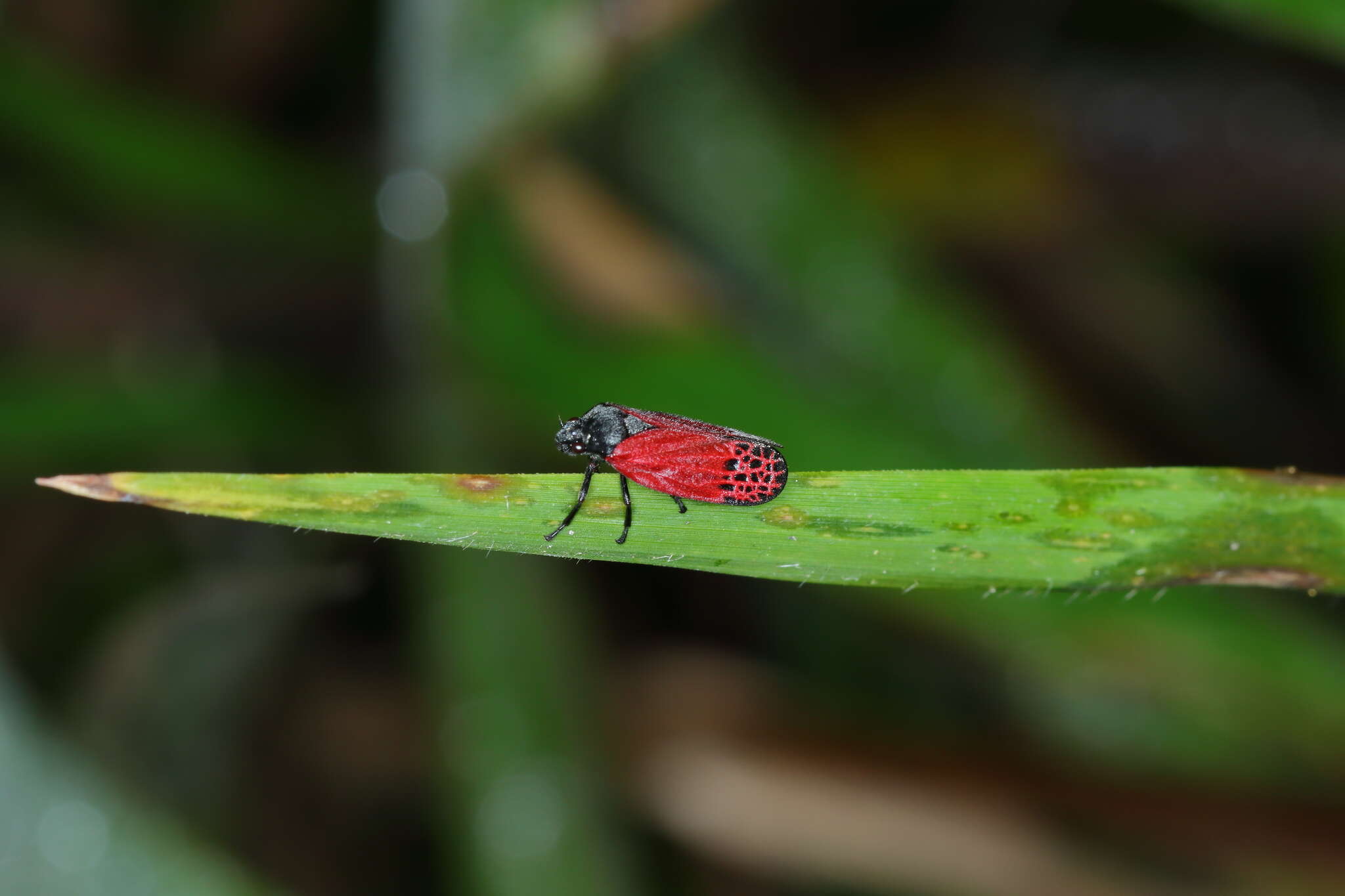 Imagem de Mahanarva (Mahanarva) rubripennis (Schmidt 1922)