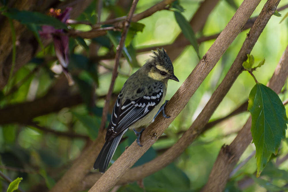 Image de Mésange jaune