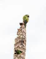 Image of Dusky-headed Parakeet