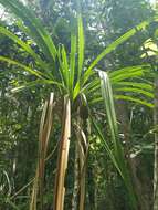 Image of Scrub breadfruit