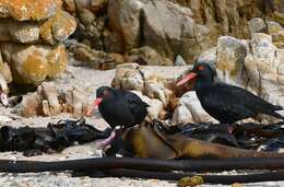 Image of African Black Oystercatcher