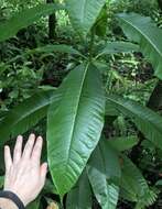 Alstonia macrophylla Wall. ex G. Don resmi