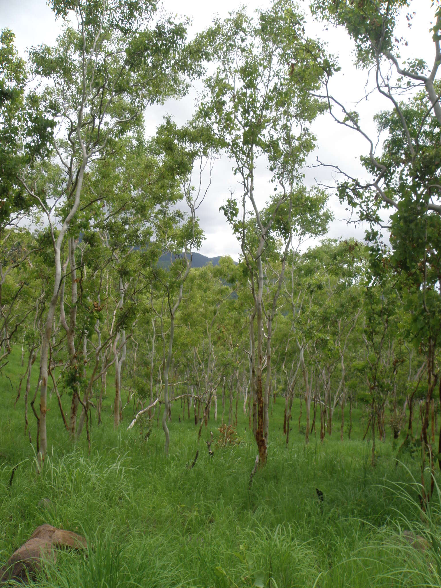 Image of white eucalyptus