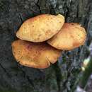 Image of Pleuroflammula multifolia (Peck) E. Horak 1986