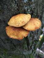 Image of Pleuroflammula multifolia (Peck) E. Horak 1986